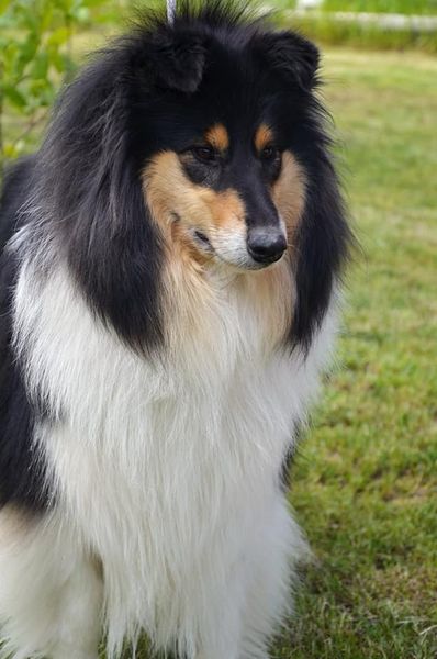 eny krajka