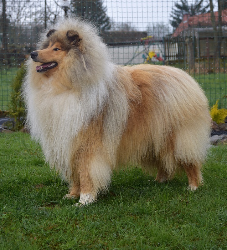monty kveten