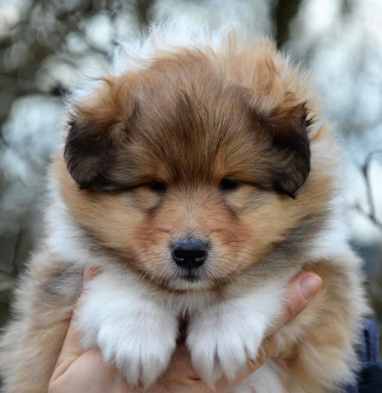 oliver