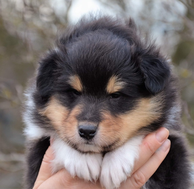 oskar